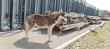 pudil itleri: Xaski — 2