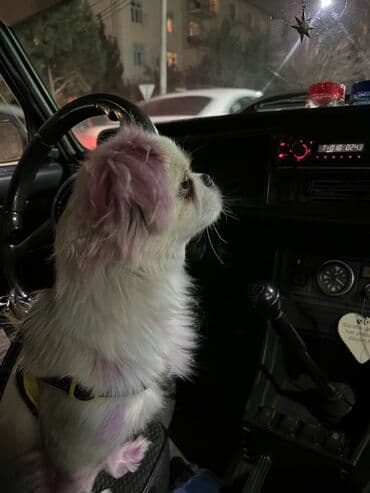 йоркширский терьер баку: Пекинес, 8 месяцев, Самка, Самовывоз — 2