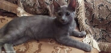 pişik latoku: Britan, Erkək — 1