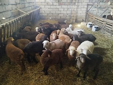 bildircin satisi: Qoyun-quzu sürüsü satılır - Növ: yerli ətlik-quzuluq qoyunlar — 1