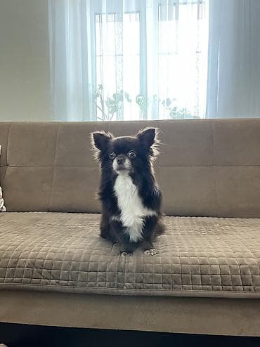 Çixuahua, 4 il, Erkek, Cütləşmə üçün, Ünvandan götürmə