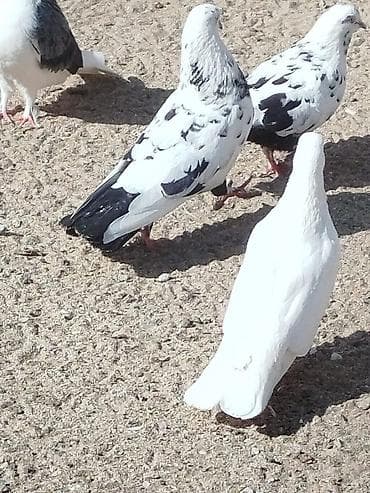 it balasi satisi: Salam tam sağlam quşlardir 5-10 azn arası — 3