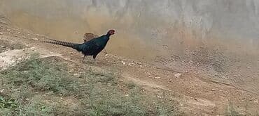 atla eşşəyin cütləşməsi: Zümrüd qırqovlu tək qaldığı ücün satram fərəsi qacıb bekar — 6