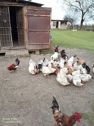 Akvariumlar: Toyuq, Damazlıq, Ünvandan götürmə, Ödənişli çatdırılma — 2