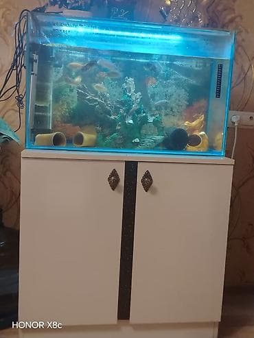 akvarium baliqlari haqqinda melumat: Akvaryum komplekti – şkaflı - Şüşə akvaryum: düzbucaqlı, təxminən — 2