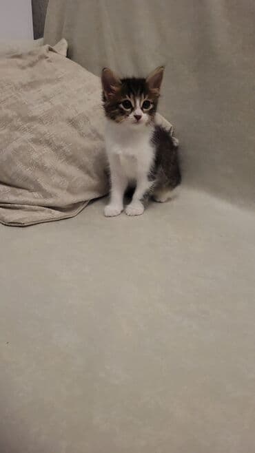 котенок в хорошие руки: Yaxşı əllərə — 4