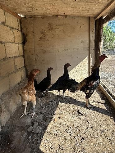 tap az it: Toyuq, Damazlıq — 1