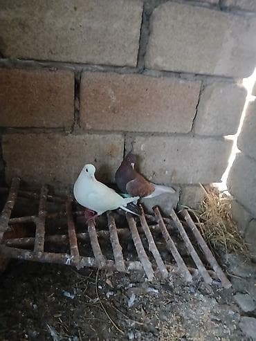 ucuz goyərcinlər: Cüt ev göyərçini - Növ: ev/peykan göyərçinləri - Say: 2 ədəd cüt - — 1