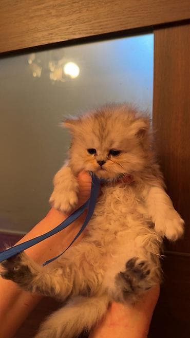 Pişiklər: Şotland, Erkək, Dişi — 4