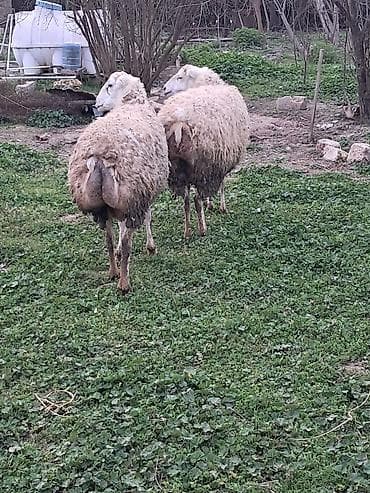 Akvariumlar: Qoyun bogaz bozkere tatallar beyleqan — 6