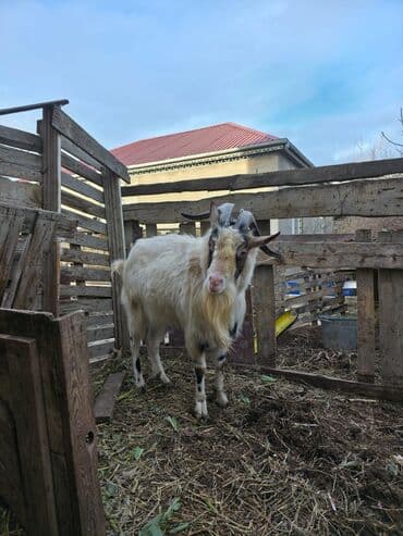 Ножи: Satılır: erkək keçi - Cins: saanen - Yaş: 2 Şəkillərdə heyvanın real — 5