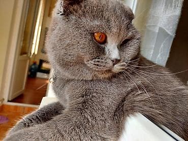 şotlant pişiyi: Şotland yastı qulaq, Erkək, Ünvandan götürmə — 2