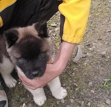 itlə: Akita-inu, 1 ay, Erkek, Peyvəndli, Ünvandan götürmə — 3