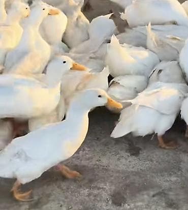 Təsvir:
Ag pekin ördəklər