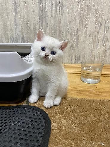 koska: Ağ rəngli, mavi gözlü balaca pişik balası - Yumşaq, qısa tüklü ağ kürk — 4