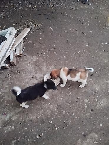 Sari tayi satlir zvanok balasi erkehdi