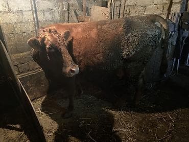 kend toyuqlari satisi: 2 ci qarin duye erkey balaynan 20 gundu dogub 15 litr temiz sud verir — 3