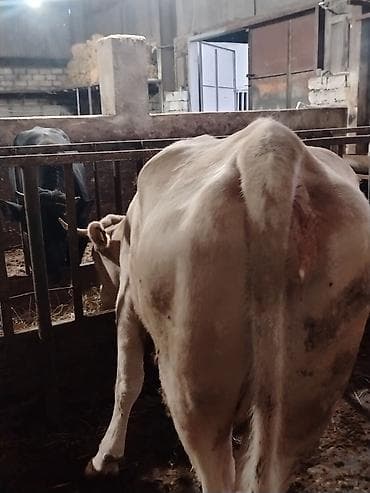 dana satişi: Salam aleykum dogmamiş dügedi kəsgiyə də verilir ayaq üstə də satilir — 4