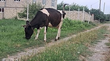 iri buynuzlu heyvan: Üçüncü qarına boğazdı ivanovka sortu təzə doğanda 20litr süd verir — 9