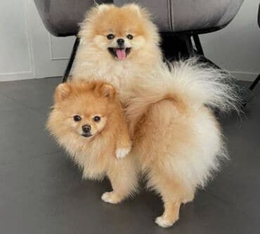 itlərin satşı: Şpitz, 1 ay, Erkek, Sənədli, Ünvandan götürmə, Ödənişli çatdırılma, Rayonlara çatdırılma — 1