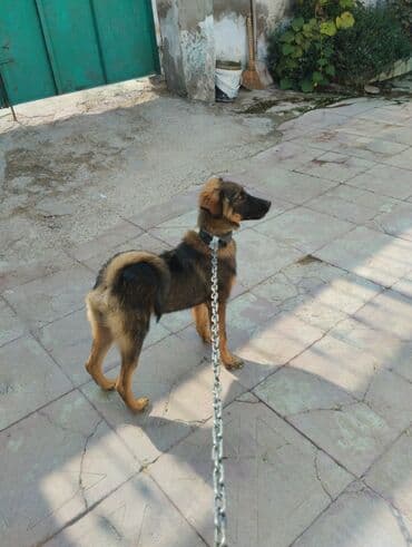 Грызуны: 6 месяцев, Самец, С прививками — 3