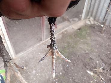 Kənd təsərrüfatı quşları: Salam Gəncədədi xoruz 500 qram fərə 800 qram Yakido Yapon dekorativ — 1