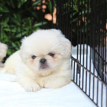it balası satışı: Pekines, 2 ay, Erkek, Sənədli — 2