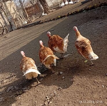 Erkək, Amerika, Ətlik