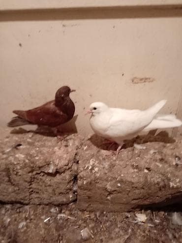 heyvanlar quşlar: Hopdum satılır 15,m tək tək qiymət dəyişir 8 dənə quşdu — 4