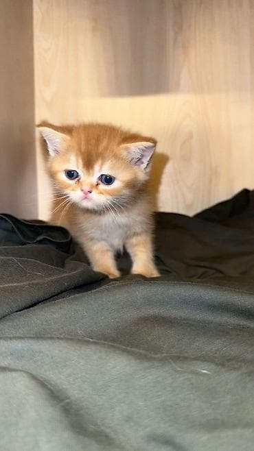 xamyak balasi: Britan, Erkək, Yaxşı əllərə, Pulsuz çatdırılma — 2