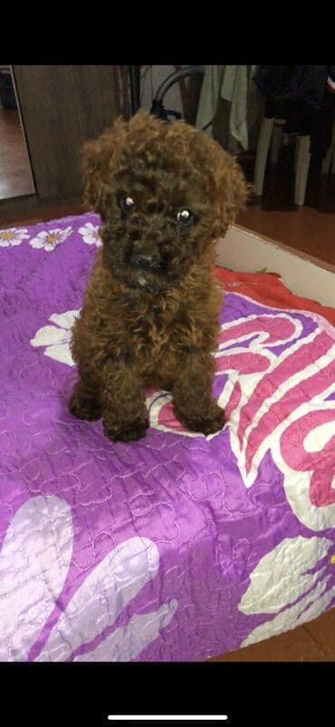 Digər heyvanlar: Pudel — 1