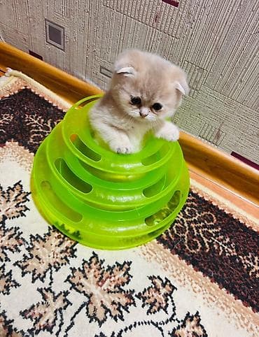 arpa bugda satisi: Şinşilla, Erkək, Dişi — 10