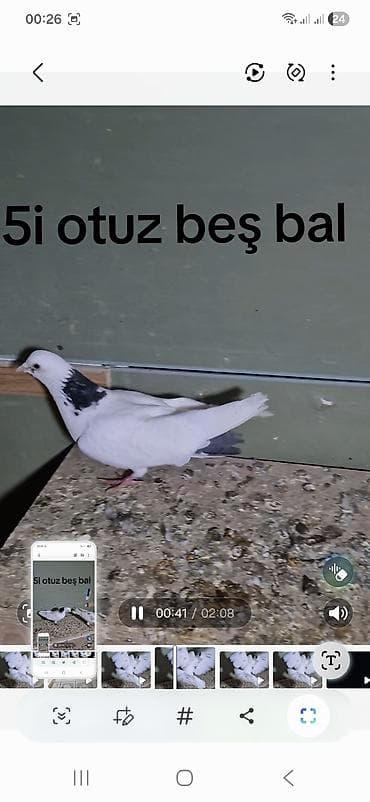 Göyərçinlər: 5 dənə tutulma 25 manat ünvan Bakı naxçıvanski — 4