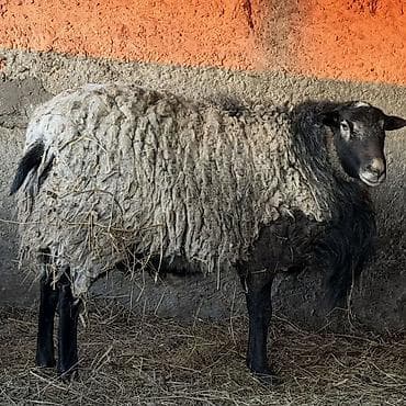 Козы, козлята: Romanov sort super cavan qoyun 3-4 bala verir — 1