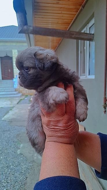 Gəmiricilər: Pekines, 2 ay, Dişi, Peyvəndli, Pulsuz çatdırılma — 9