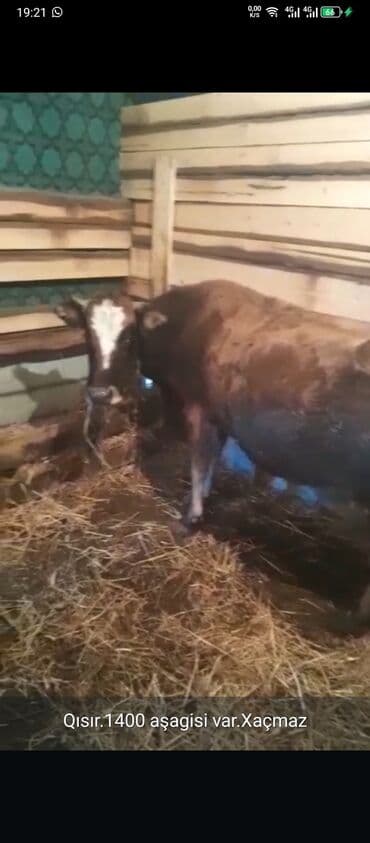 Digər heyvanlar: Erkək, il: 1, Damazlıq, Ünvandan götürmə — 3