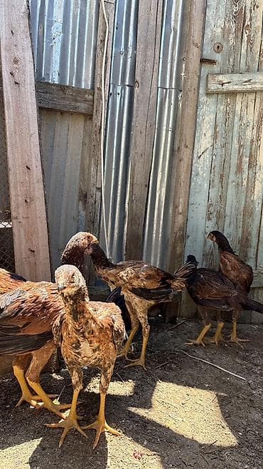 cuca: Heyratı cücələri 3 aylıqların tamam eləmiyiblər hələ yaxşı heyvanların — 10