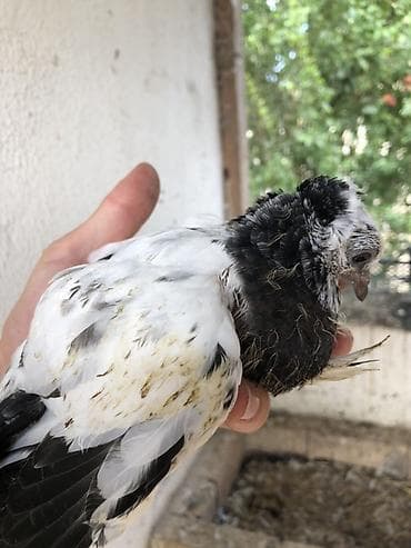 korella tutuqusu haqqında: Naxçıvan göyərçinləri – Salto-Uçuş və Dekorativ Ve Bağış üçün seçmə — 2