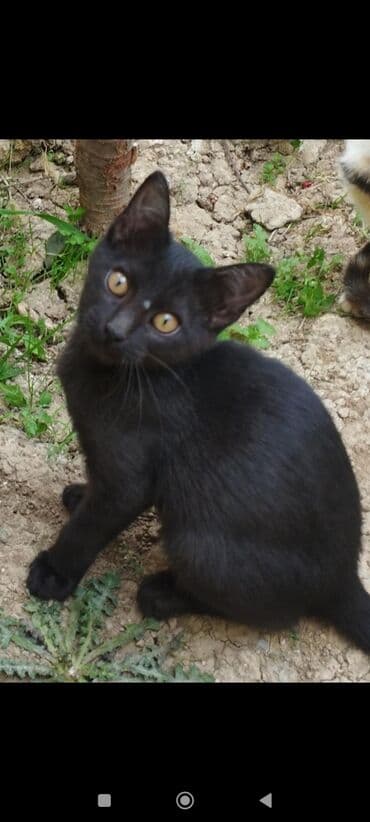 Собаки: В добрые руки — 5