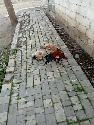 toyuğu: Toyuq, Damazlıq — 2