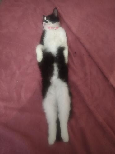 lelekli heyvanlar: Pişik satılmır qara şəhərdə pişiyim itibdir tapana 10,20₼ pulverəgəm — 4