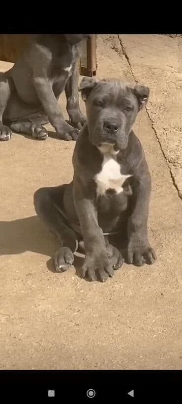 кане корсо цена: Kane-Korso, 1 ay, Sənədli, Ünvandan götürmə, Pulsuz çatdırılma, Ödənişli çatdırılma — 23