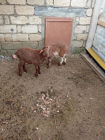 İtlər: Məhsul: Cavan quzular Təsvir: - Ətlik və damazlıq üçün yararlı — 2