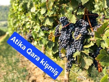 Uzum ağacları topdan ve perakende satışı 1 ve 2 illik koklu tijler