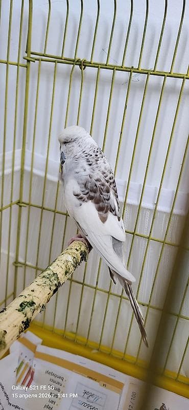 Tutuquşları: Jumbo maya. Bala da verib. Erkəyi yoxdu tək qalıb. Qızğınlıqdan — 8