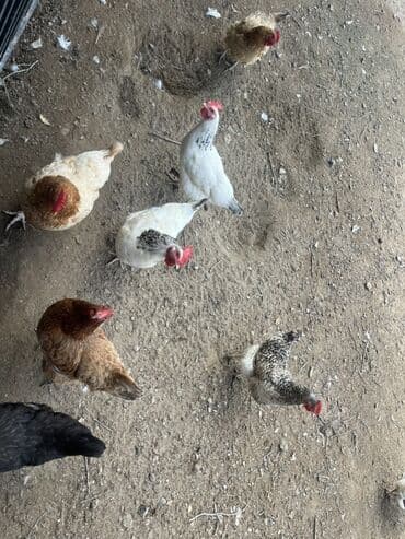 Toyuq, Yumurtalıq, Ünvandan götürmə