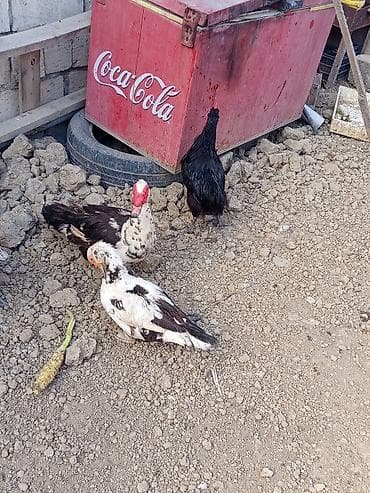 Heyvanlar: Dişi, | Lal ördək, Ətlik, Ünvandan götürmə — 7