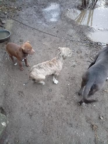 pitbull balasi: Pitbul, 2 ay, Dişi — 3