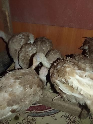 Heyvanlar üçün mallar: Salam Allah hamının malına bərəkət 9 dənə təmiz qan arginal brobon — 2