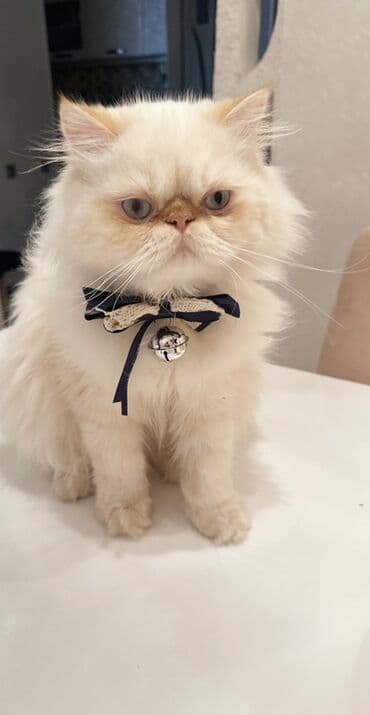 в добрые руки баку: Fars, Erkək — 2